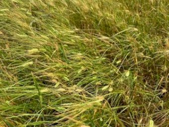 800 x Barley Rye and Clover Hay 4x4 Round Bales