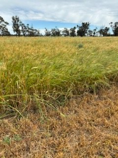 400 x Barley Rye and Clover Hay 5x4 Round Bales