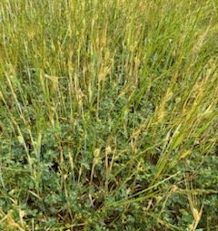 400 x Barley Rye and Clover Hay 5x4 Round Bales