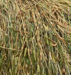 400 x Barley Rye and Clover Hay 5x4 Round Bales