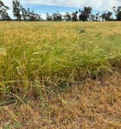 400 x Barley Rye and Clover Hay 5x4 Round Bales