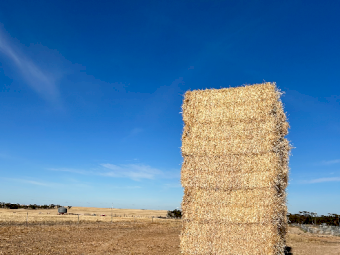 1000mt Barley Straw 540kg 8x4x3 Bales