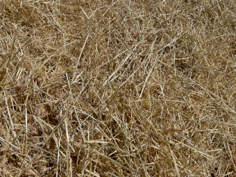 1000mt Barley Straw 540kg 8x4x3 Bales