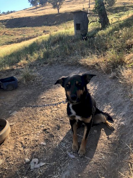 Kelpie Working Dog