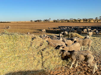 80mt Oaten Hay 600-650kg 8x4x3 Bales