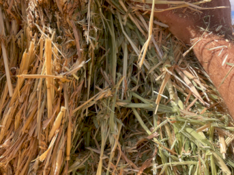 80mt Oaten Hay 600-650kg 8x4x3 Bales