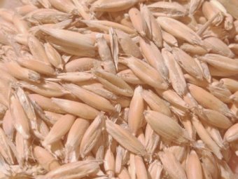 90 m/t M4 Milling Oats