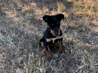 Kelpie Pup