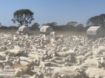 WANTED 2-3000 Dorper/Aussie White or any Breed that are Shedding Lambs