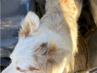 Lilac Merle Border Collie