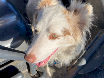 Lilac Merle Border Collie