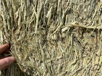 Top Bales of 2023 Season Wheaten Hay