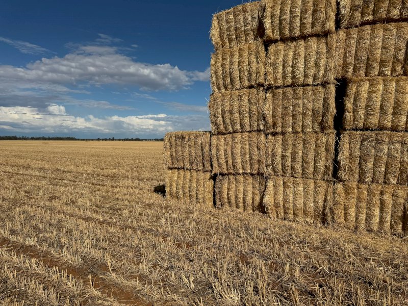 300mt Wheaten Hay 550kg 8x4x3 Bales