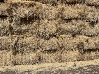 300mt Wheaten Hay 550kg 8x4x3 Bales