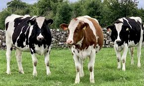 WANTED 70 to 80 Friesian Dairy Cows to Lease