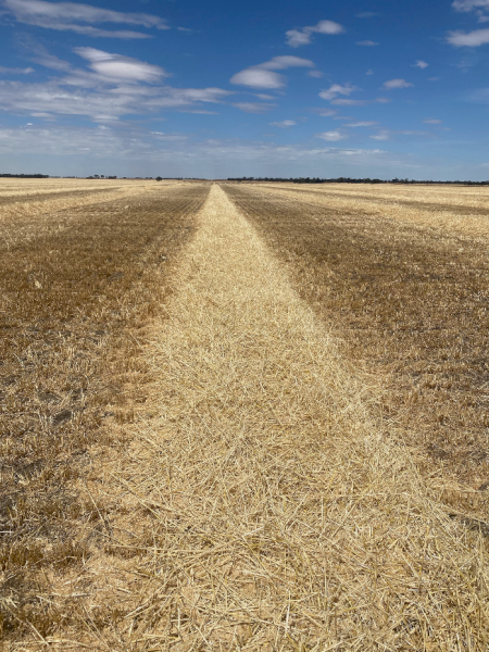 200mt Barley Straw 500kg 8x4x3 Bales Delivered