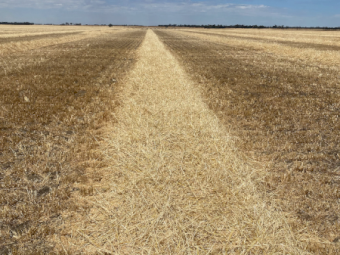 200mt Barley Straw 500kg 8x4x3 Bales Delivered