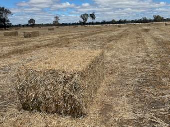 170mt Balansa Clover Hay 500-550kg 8x4x3 Bales