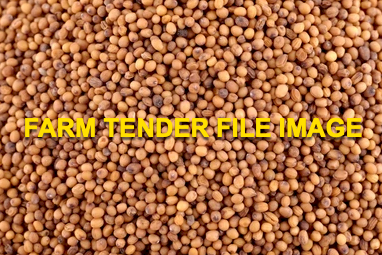 30mt Yellow Mustard 2023-2024