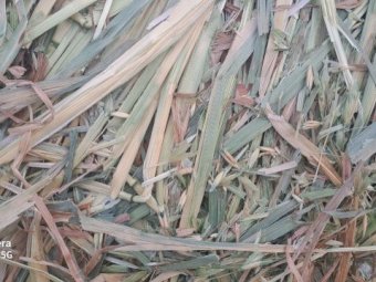 50 X Oaten Hay 5X4 Round Bales