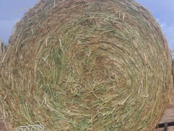 50 X Oaten Hay 5X4 Round Bales
