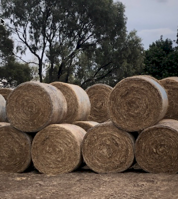 500 x Clover Rye Hay 5x4 Rolls