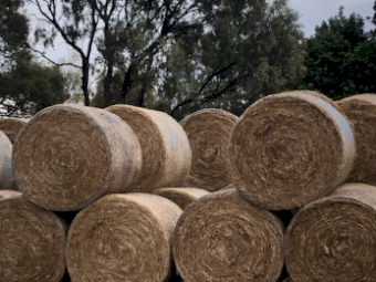 500 x Clover Rye Hay 5x4 Rolls
