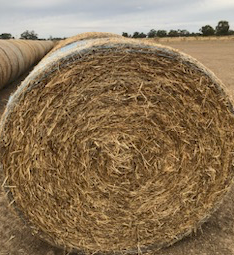 500 x Clover Rye Hay 5x4 Rolls