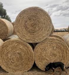 500 x Clover Rye Hay 5x4 Rolls