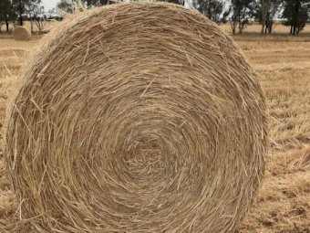500 X Wheaten Header Tailings Straw Round Bales