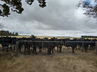 Certified Organic Angus Steers