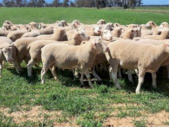 2023 Pepperton White Suffolk Flock Rams - High Lambplan TCP 155-160 Index with new Eating Quality Index 150-160