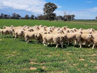 2023 Pepperton White Suffolk Flock Rams - High Lambplan TCP 155-160 Index with new Eating Quality Index 150-160