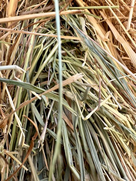 77mt Wheaten Hay 645kg 8x4x3 Bales