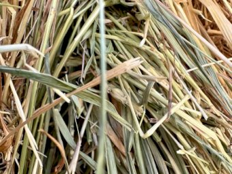77mt Wheaten Hay 645kg 8x4x3 Bales