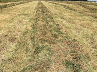 55mt Sub Clover Hay 500-520kg Round Bales