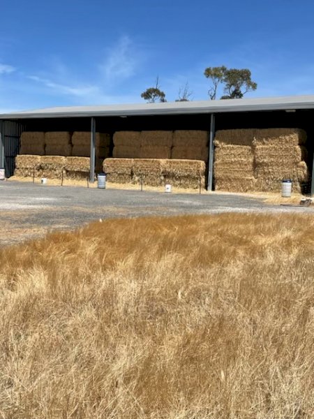 100 mt Oaten Hay
