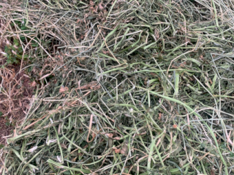 40mt Irrigated Ryegrass & Shaftal Clover Round Bales