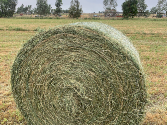 40mt Irrigated Ryegrass & Shaftal Clover Round Bales