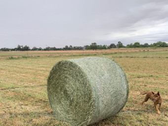 40mt Irrigated Ryegrass & Shaftal Clover Round Bales