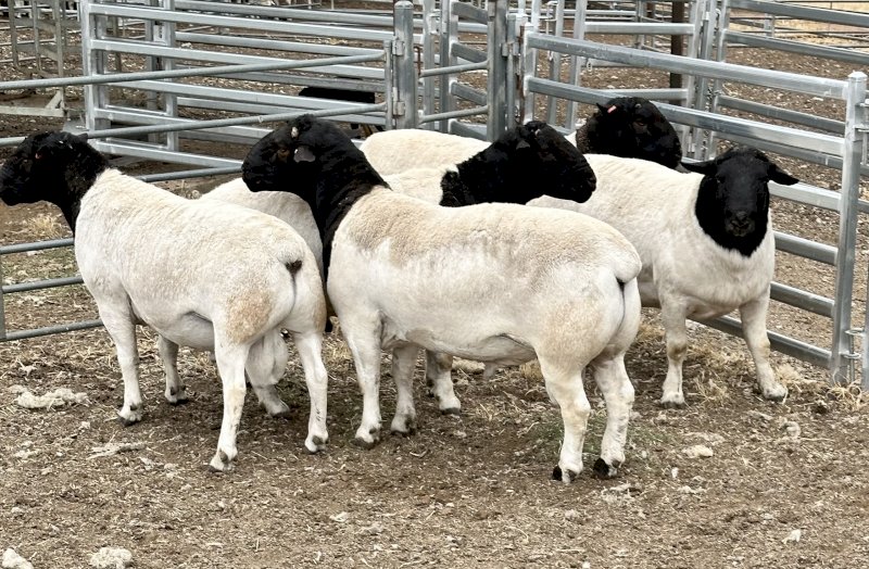 Dorper Rams