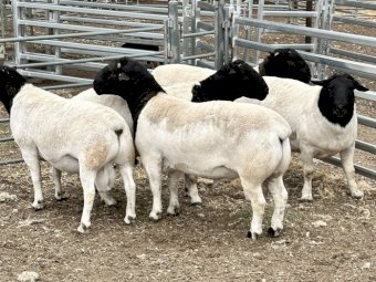 Dorper Rams
