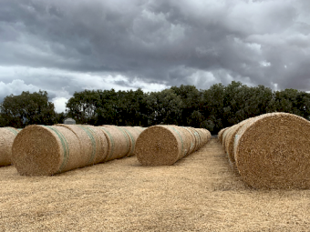 250 x Wheaten/Rye Lucerne Hay 5x4 Round Bales