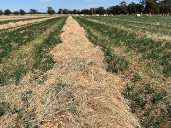 250 x Wheaten/Rye Lucerne Hay 5x4 Round Bales