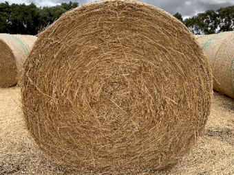 250 x Wheaten/Rye Lucerne Hay 5x4 Round Bales