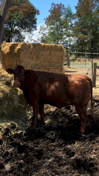 20 x  Santa X Shorthorn Heifers