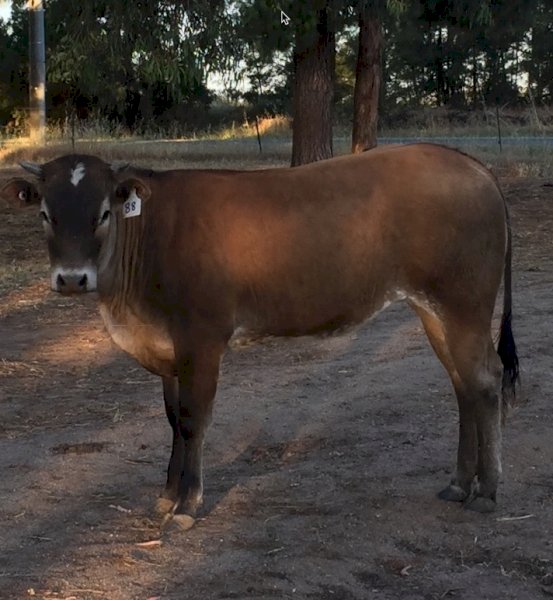 20 X Bazadaise X Shorthorn  Heifers and Steers