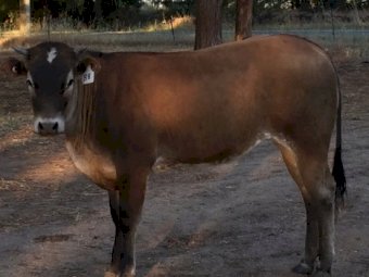 20 X Bazadaise X Shorthorn  Heifers and Steers
