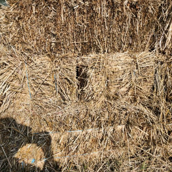 300 x Oaten Hay Small Squares