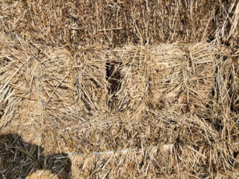 300 x Oaten Hay Small Squares